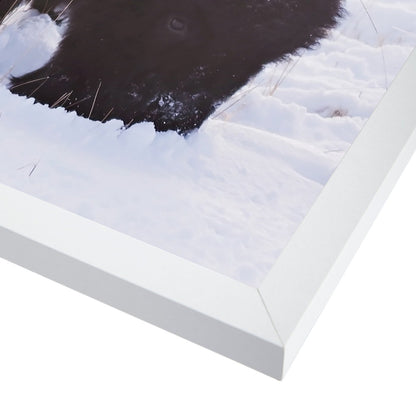 Bison Pair by Amanda Abel - White Framed Print - Wall Art - Americanflat