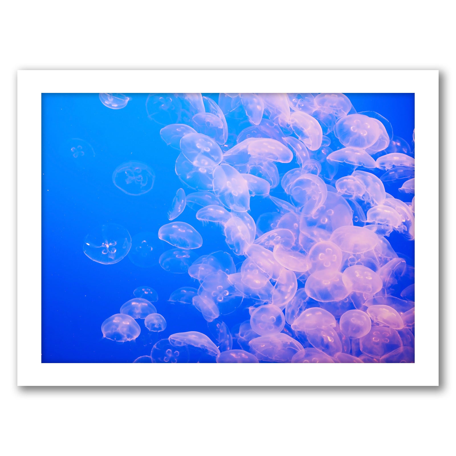 Jellyfish2 by Amanda Abel - White Framed Print - Wall Art - Americanflat