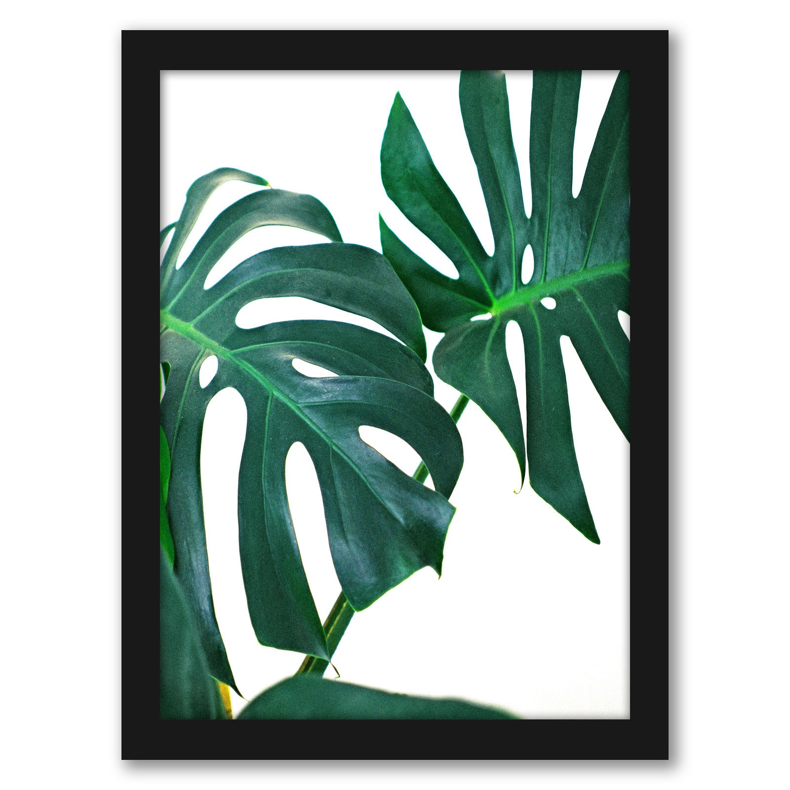 Monstera Leaves by Tanya Shumkina - Black Framed Print - Wall Art - Americanflat