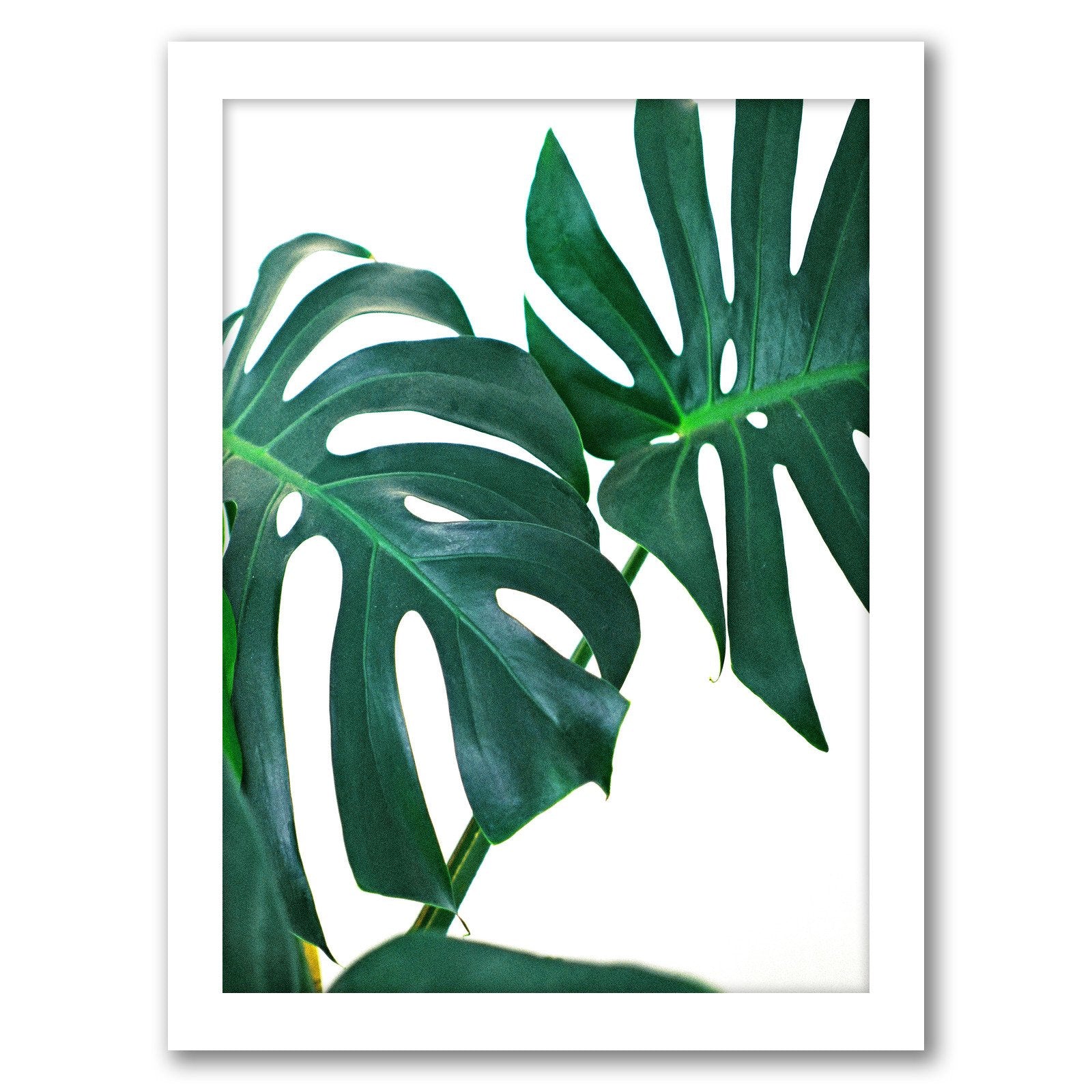 Monstera Leaves by Tanya Shumkina - Framed Print - Americanflat