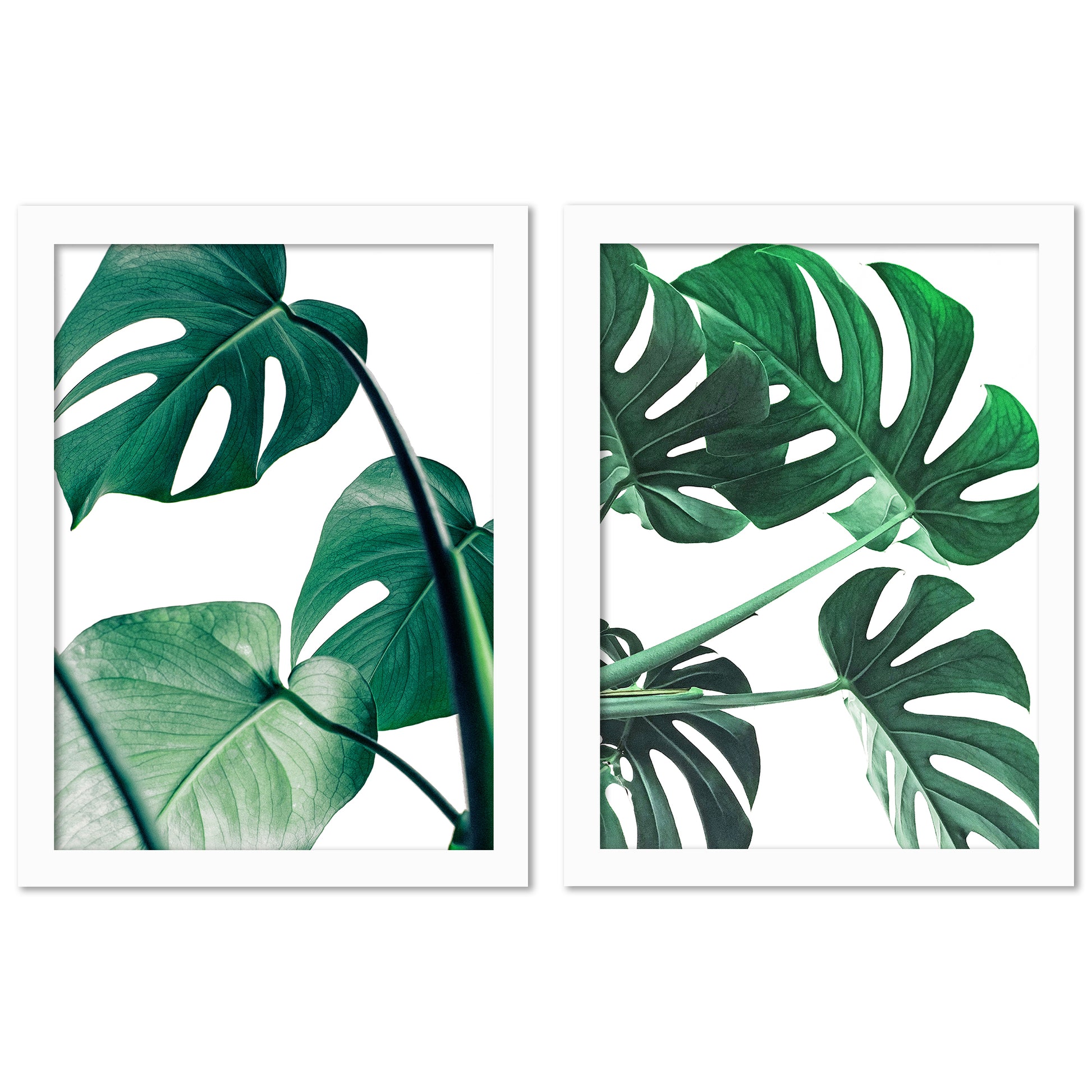 Monstera Deliciosa by Tanya Shumkina - 2 Piece Framed Print Set - Americanflat