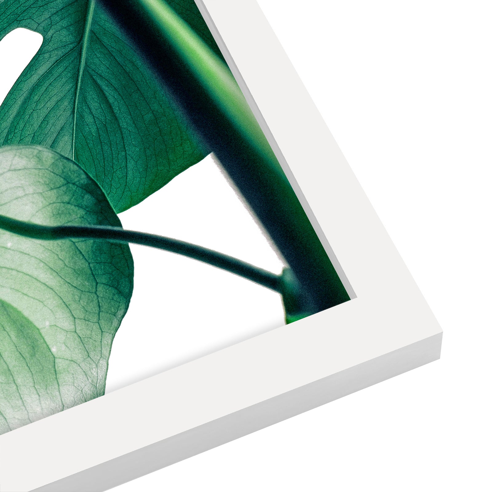 Monstera Deliciosa by Tanya Shumkina - 2 Piece Framed Print Set - Americanflat
