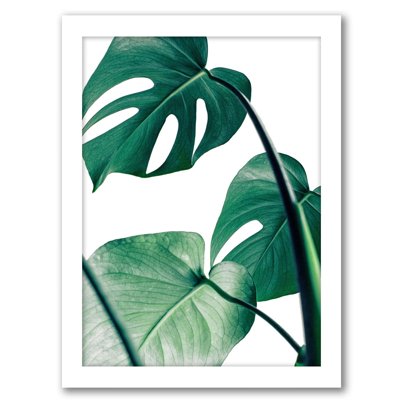 Monstera Deliciosa by Tanya Shumkina - Framed Print - Americanflat