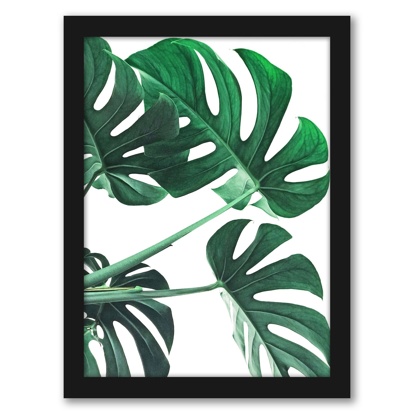 Monstera Plant by Tanya Shumkina - Black Framed Print - Wall Art - Americanflat