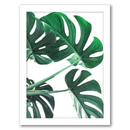 Monstera Plant by Tanya Shumkina - Framed Print - Americanflat