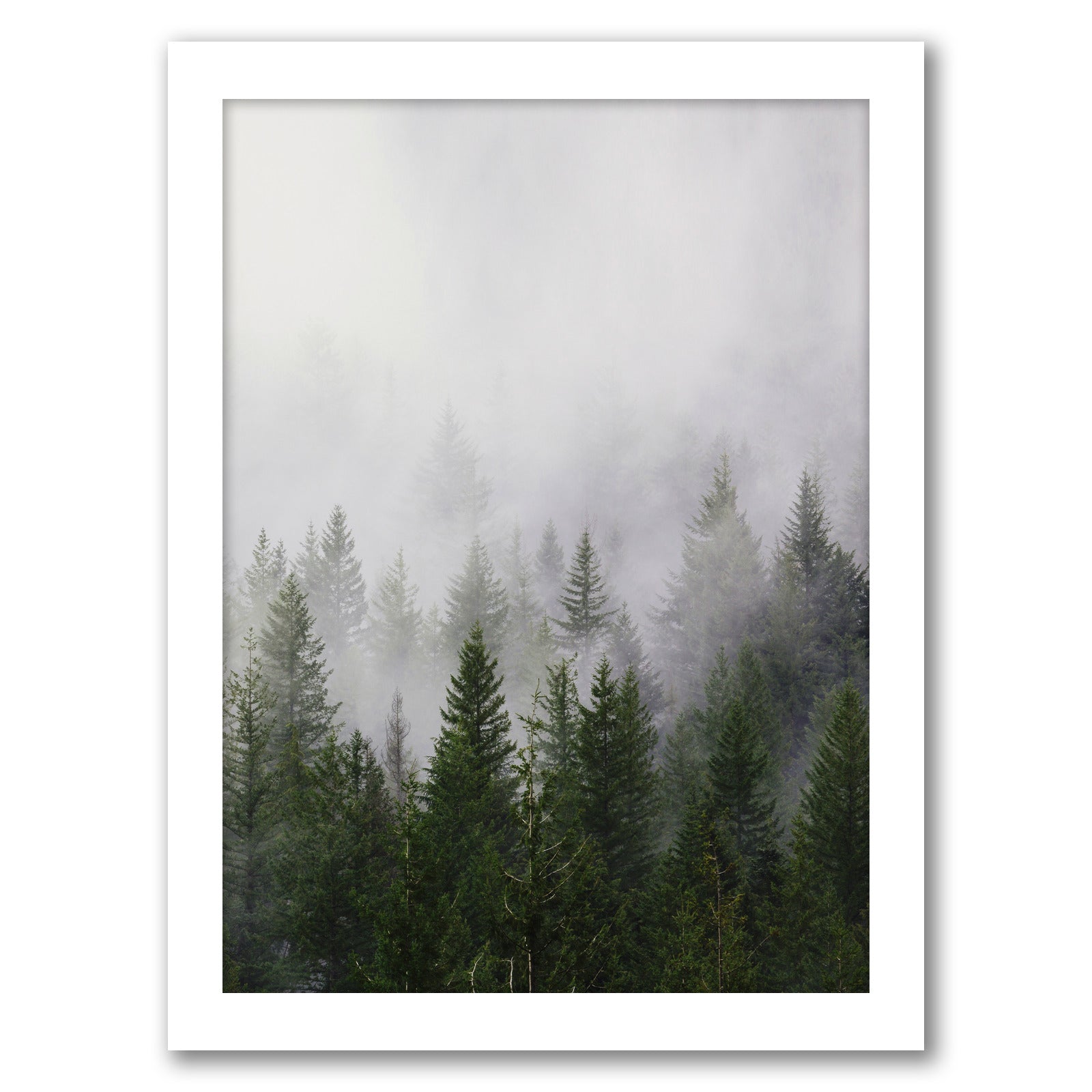 Foggy Forest by Tanya Shumkina - White Framed Print - Wall Art - Americanflat