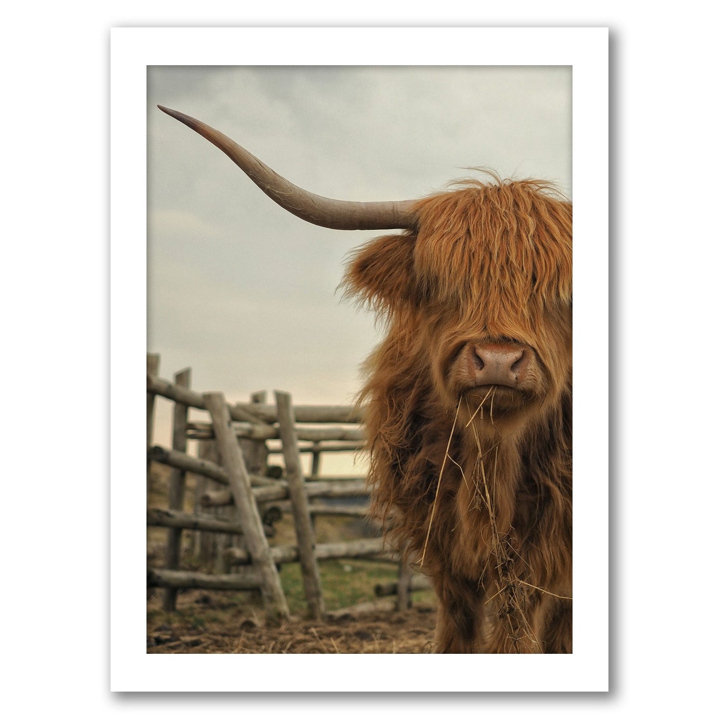 Cow Photo by Tanya Shumkina - Framed Print - Americanflat