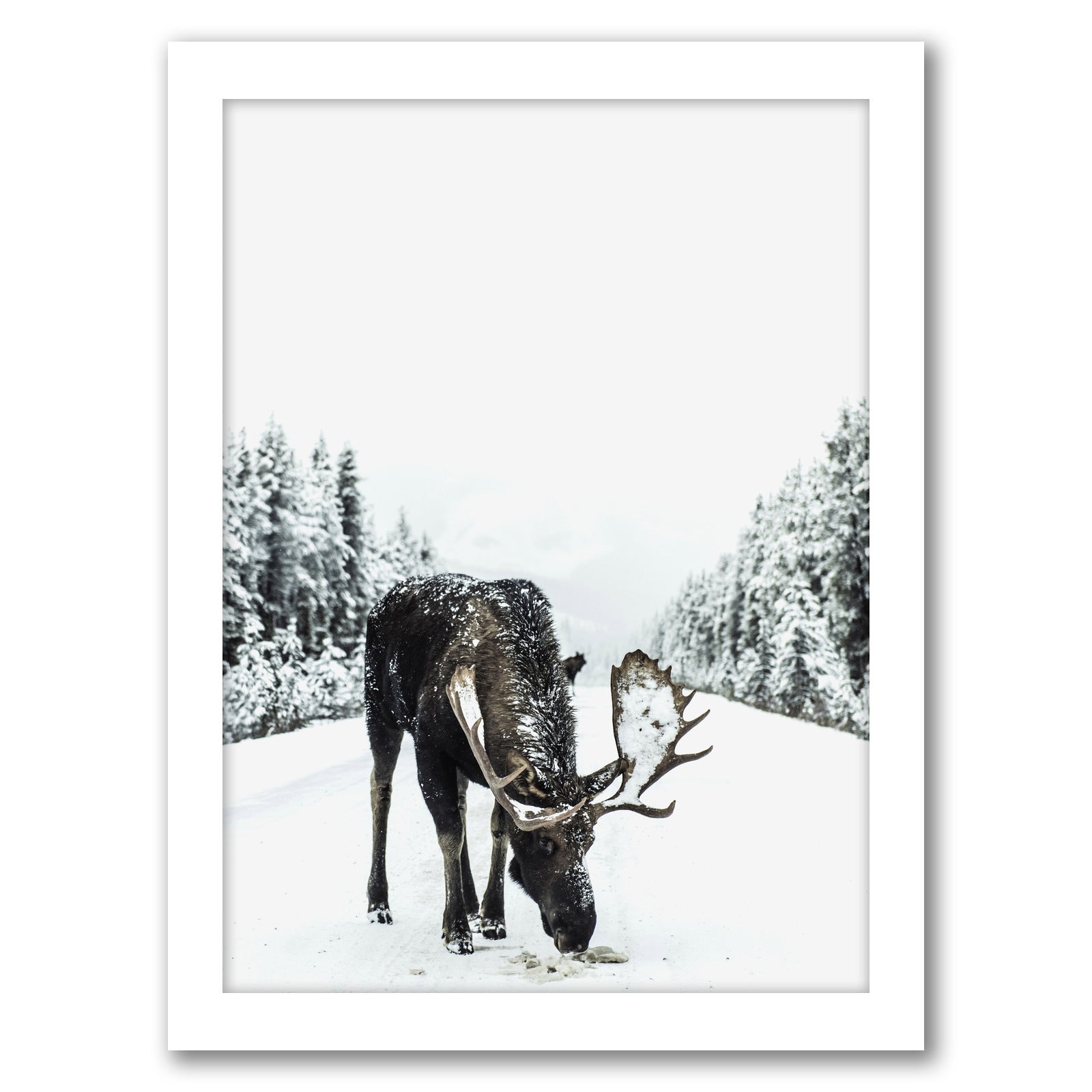 Moose by Tanya Shumkina - White Framed Print - Wall Art - Americanflat