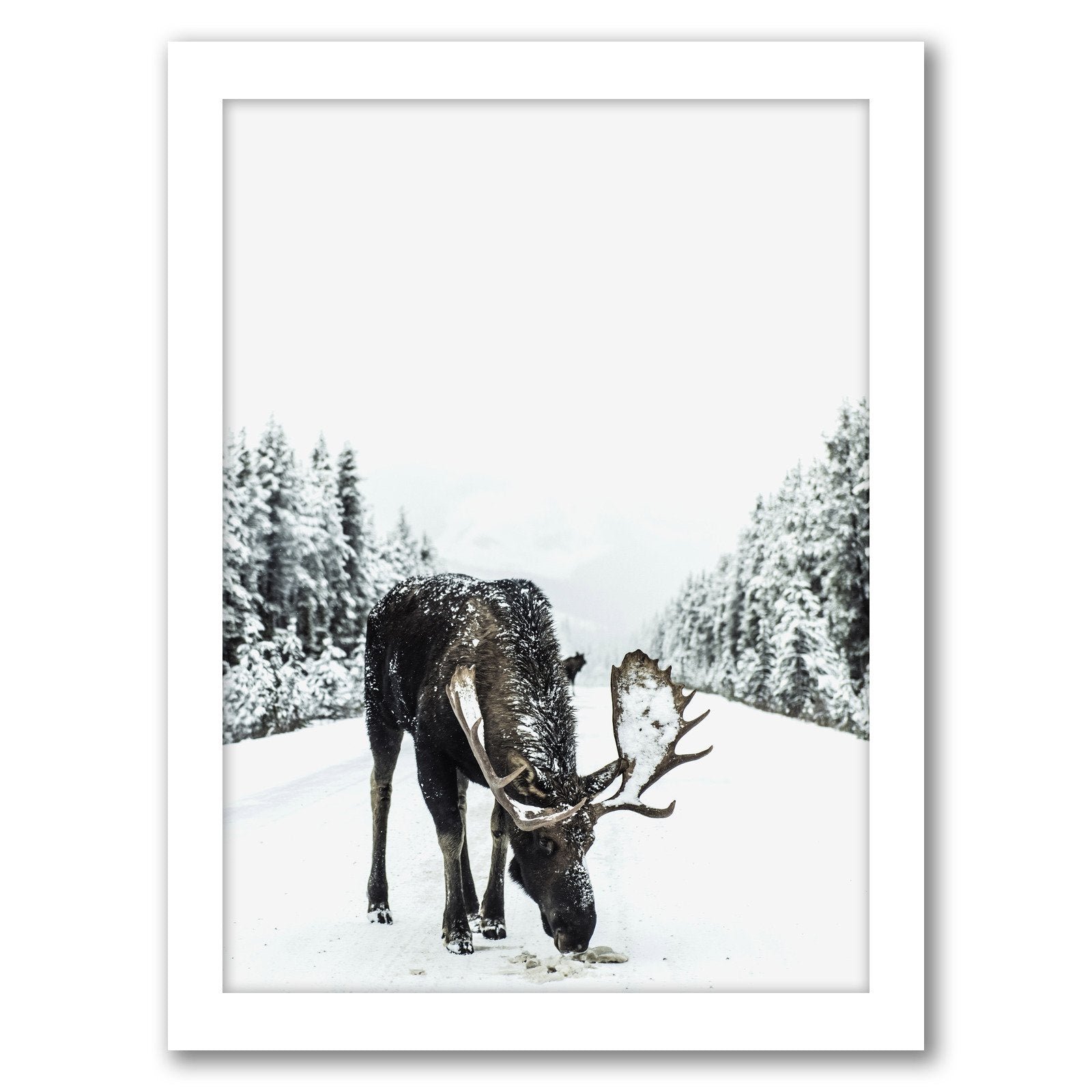 Moose by Tanya Shumkina - Framed Print - Americanflat