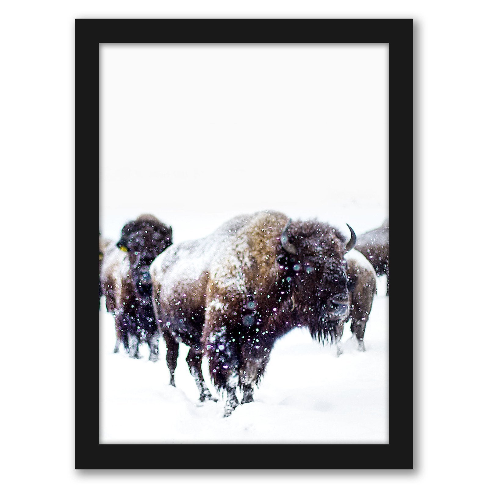 Bison by Tanya Shumkina - Black Framed Print - Wall Art - Americanflat