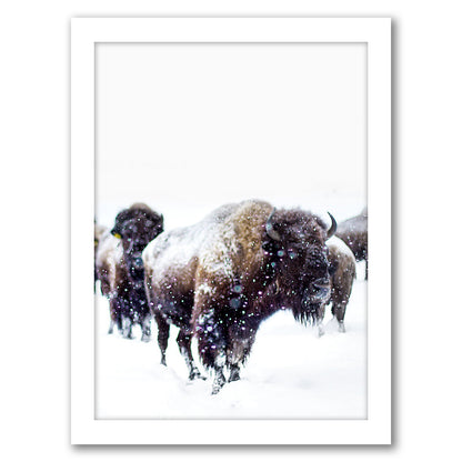Bison by Tanya Shumkina - White Framed Print - Wall Art - Americanflat