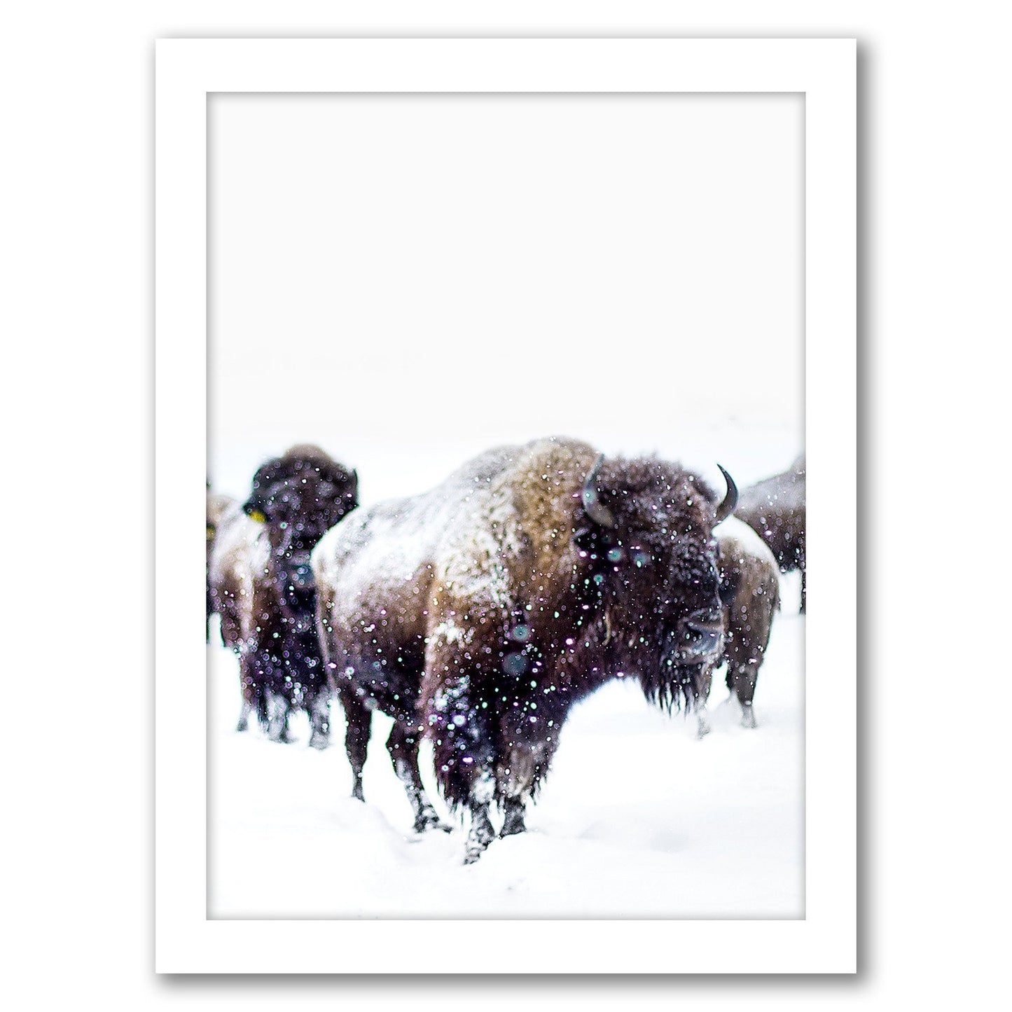 Bison by Tanya Shumkina - Framed Print - Americanflat