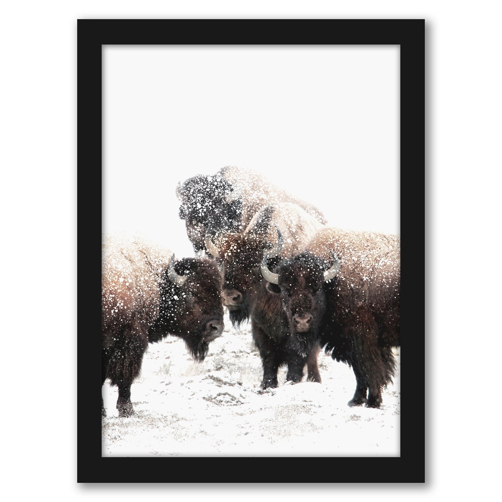 Buffalo Photography by Tanya Shumkina - Black Framed Print - Wall Art - Americanflat