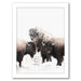 Buffalo Photography by Tanya Shumkina - Framed Print - Americanflat