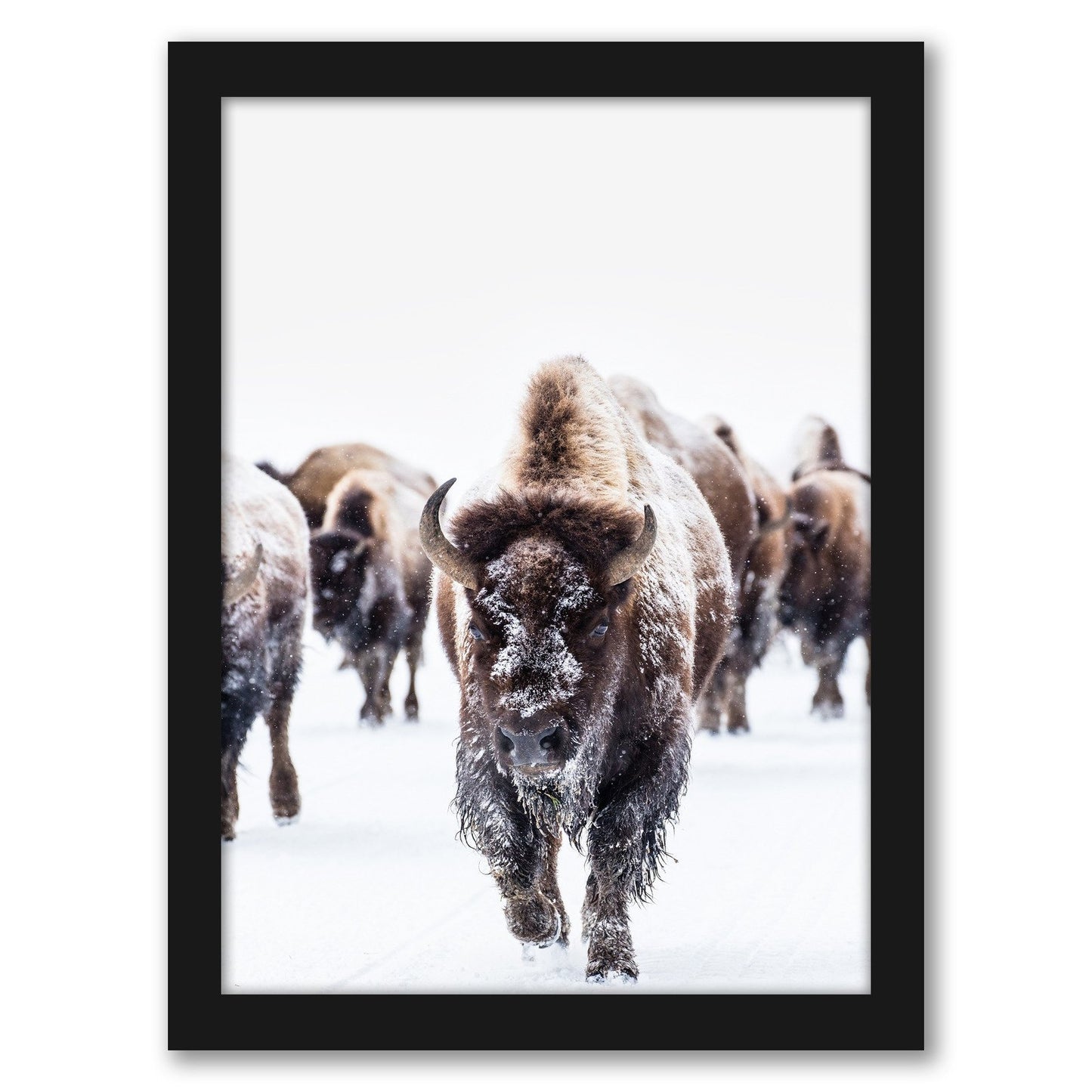 Bison Wall Art by Tanya Shumkina - Black Framed Print - Wall Art - Americanflat