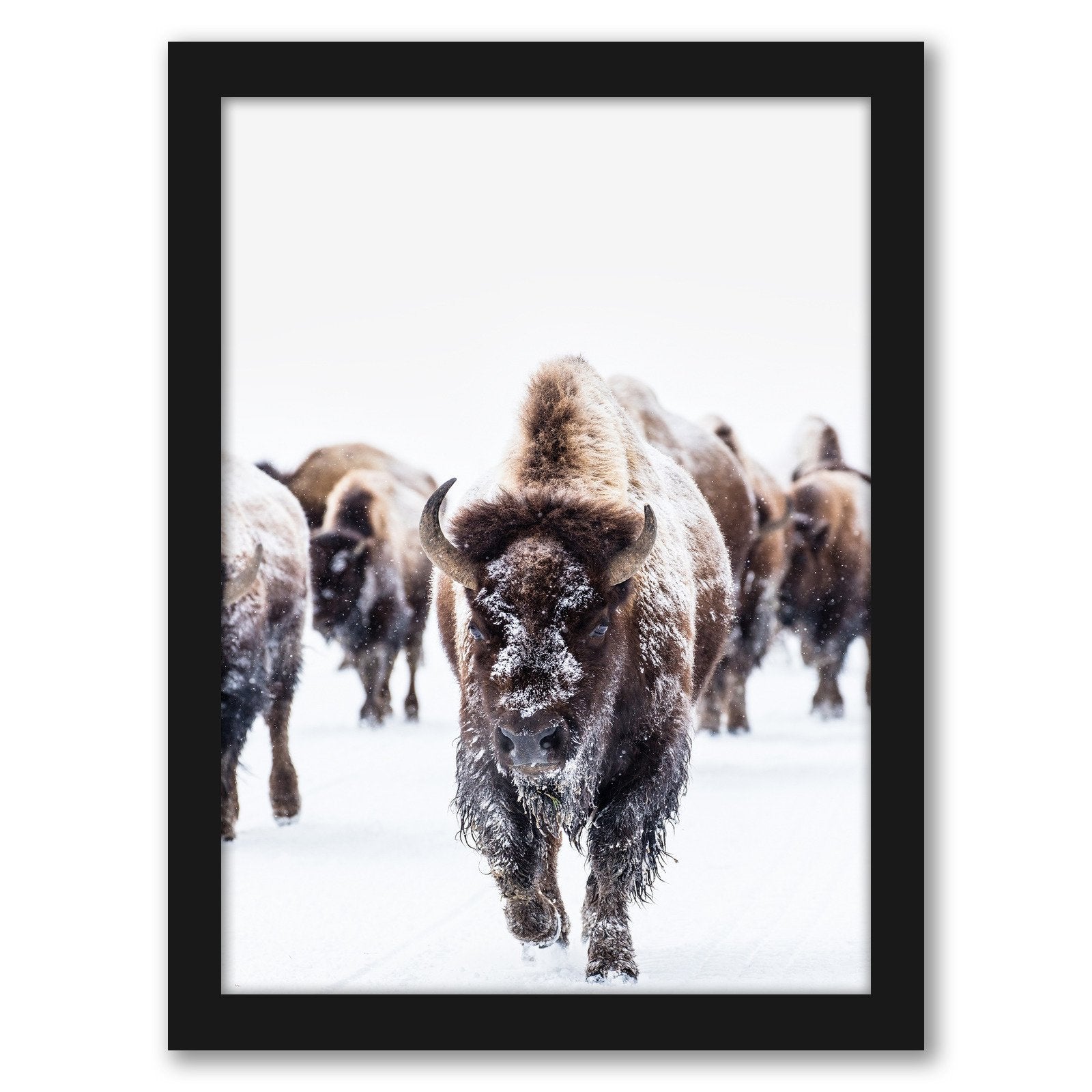 Bison Wall Art by Tanya Shumkina - Black Framed Print - Wall Art - Americanflat
