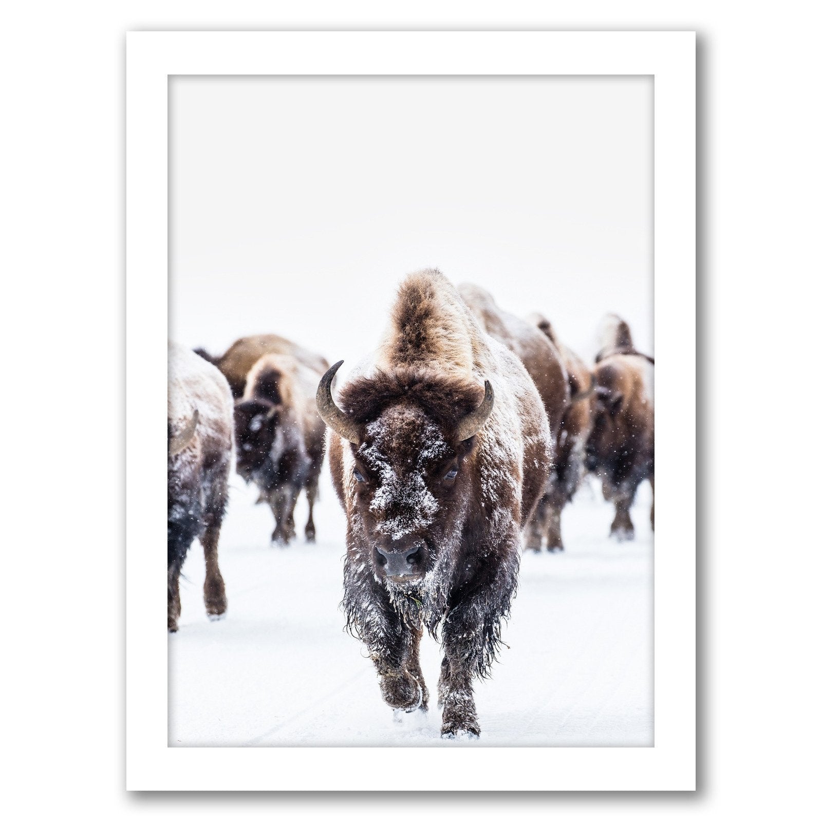 Bison Wall Art by Tanya Shumkina - Framed Print - Americanflat