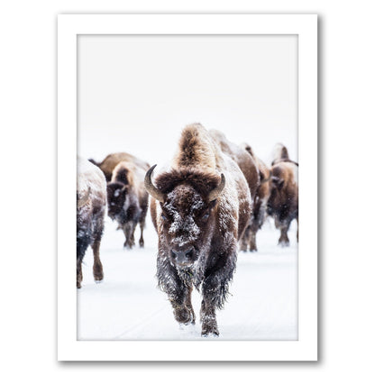 Bison Wall Art by Tanya Shumkina - Framed Print - Americanflat