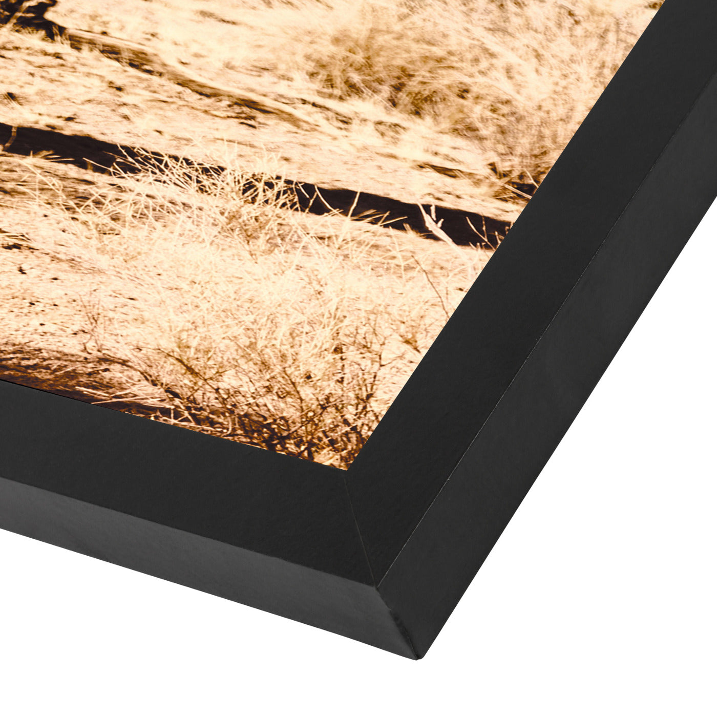 Desert Cactus Photo by Tanya Shumkina - Black Framed Print - Wall Art - Americanflat