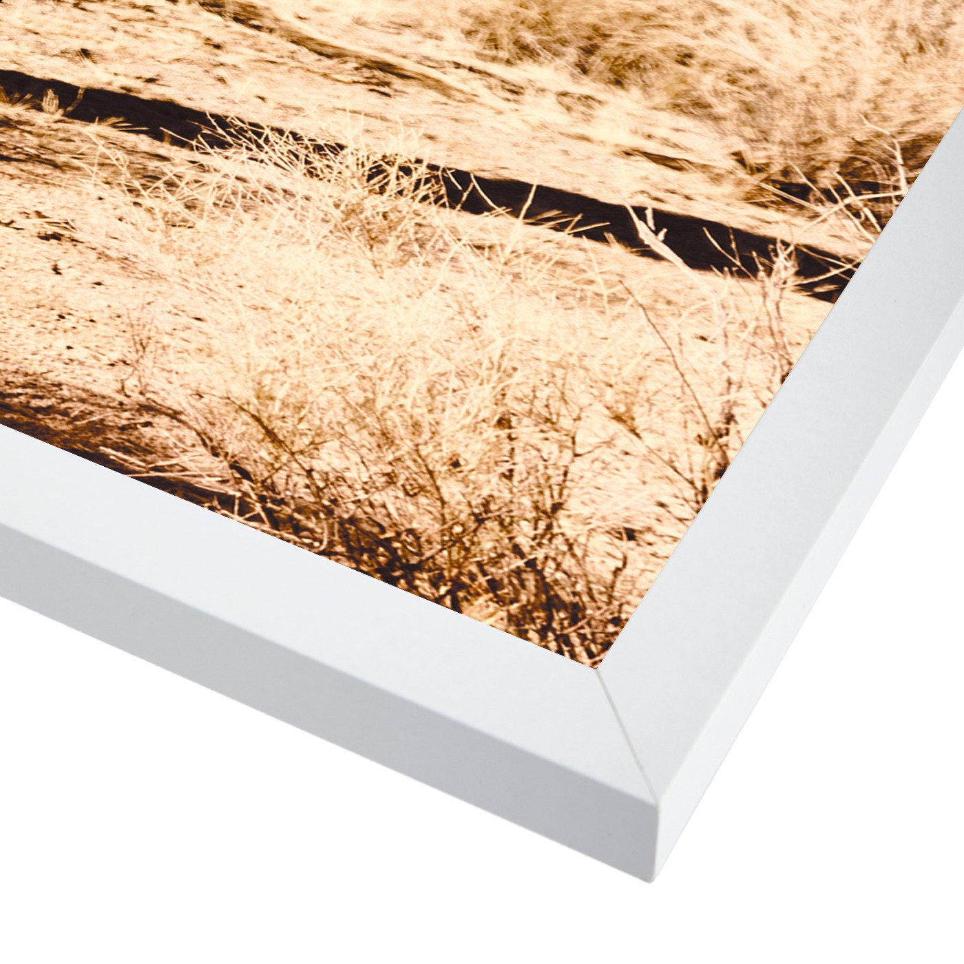 Desert Cactus Photo by Tanya Shumkina - Framed Print - Americanflat