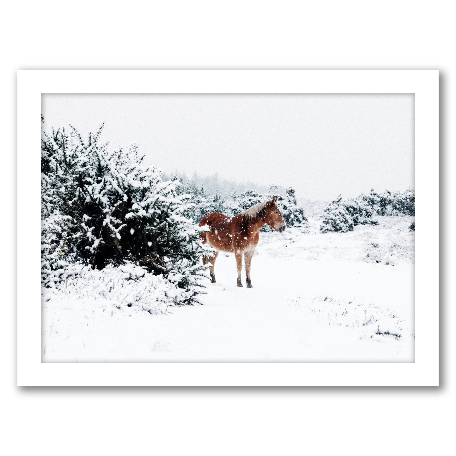 Horse In Snow by Tanya Shumkina - White Framed Print - Wall Art - Americanflat