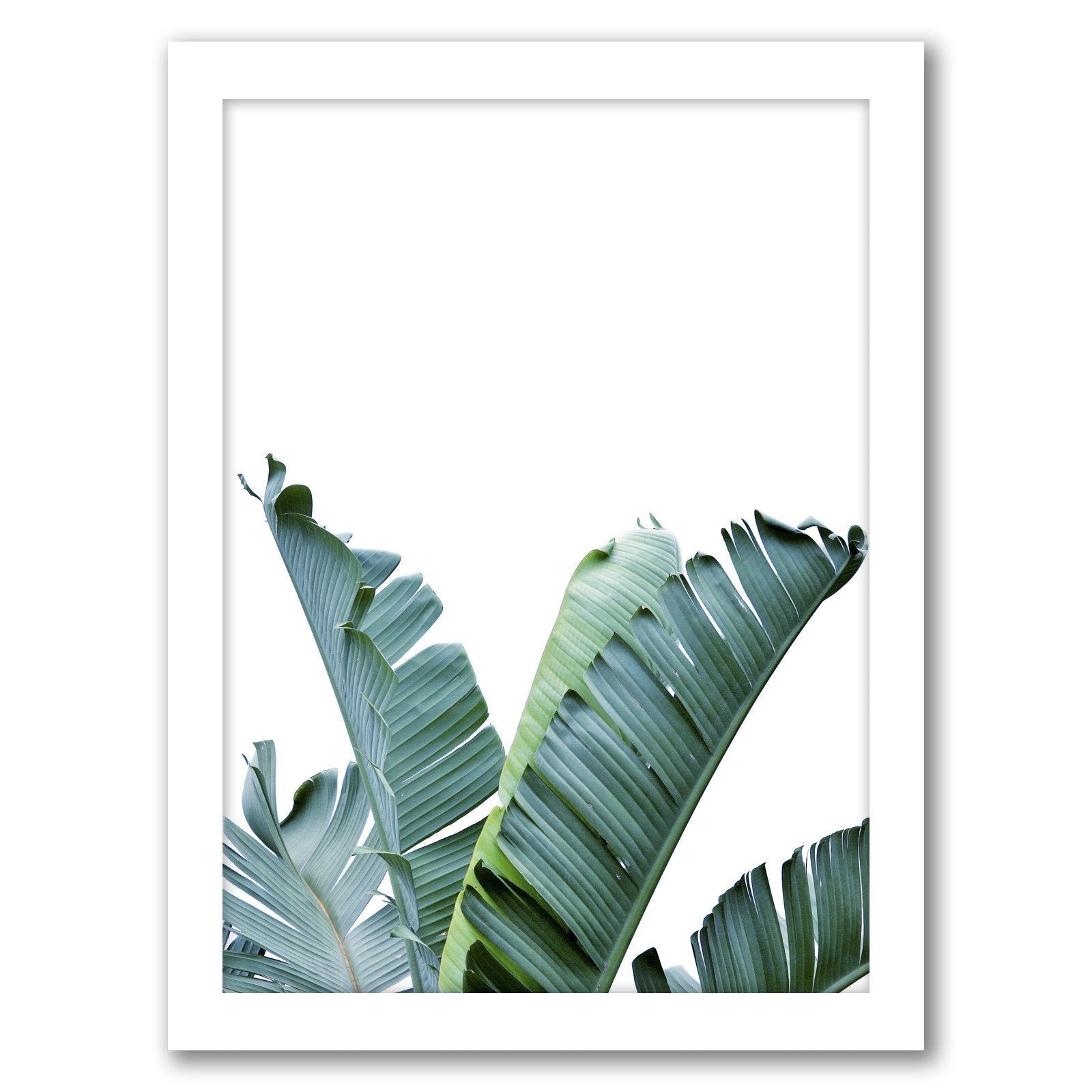 Banana Leaf by Tanya Shumkina - White Framed Print - Wall Art - Americanflat
