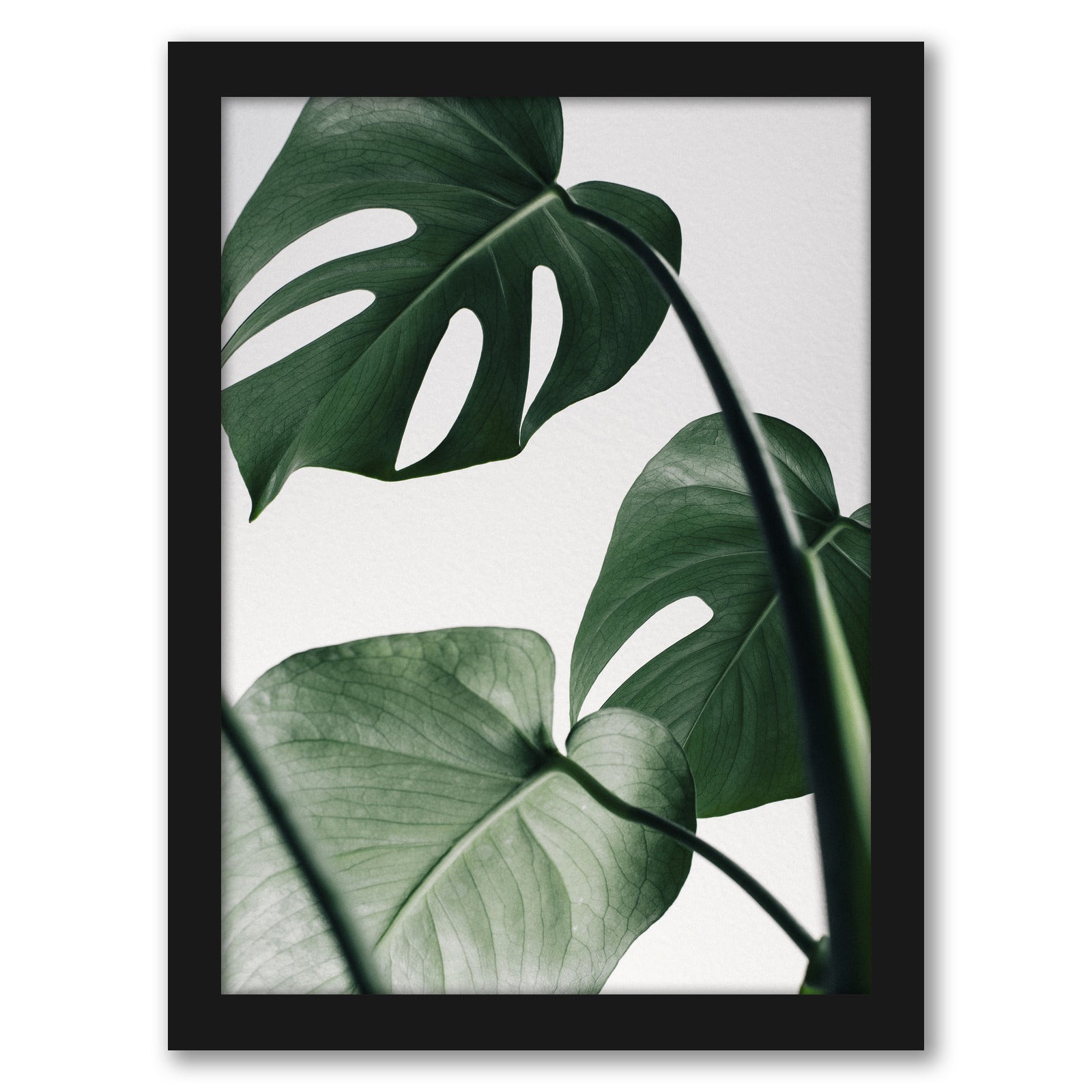 Monstera On Grey by Tanya Shumkina - Black Framed Print - Wall Art - Americanflat