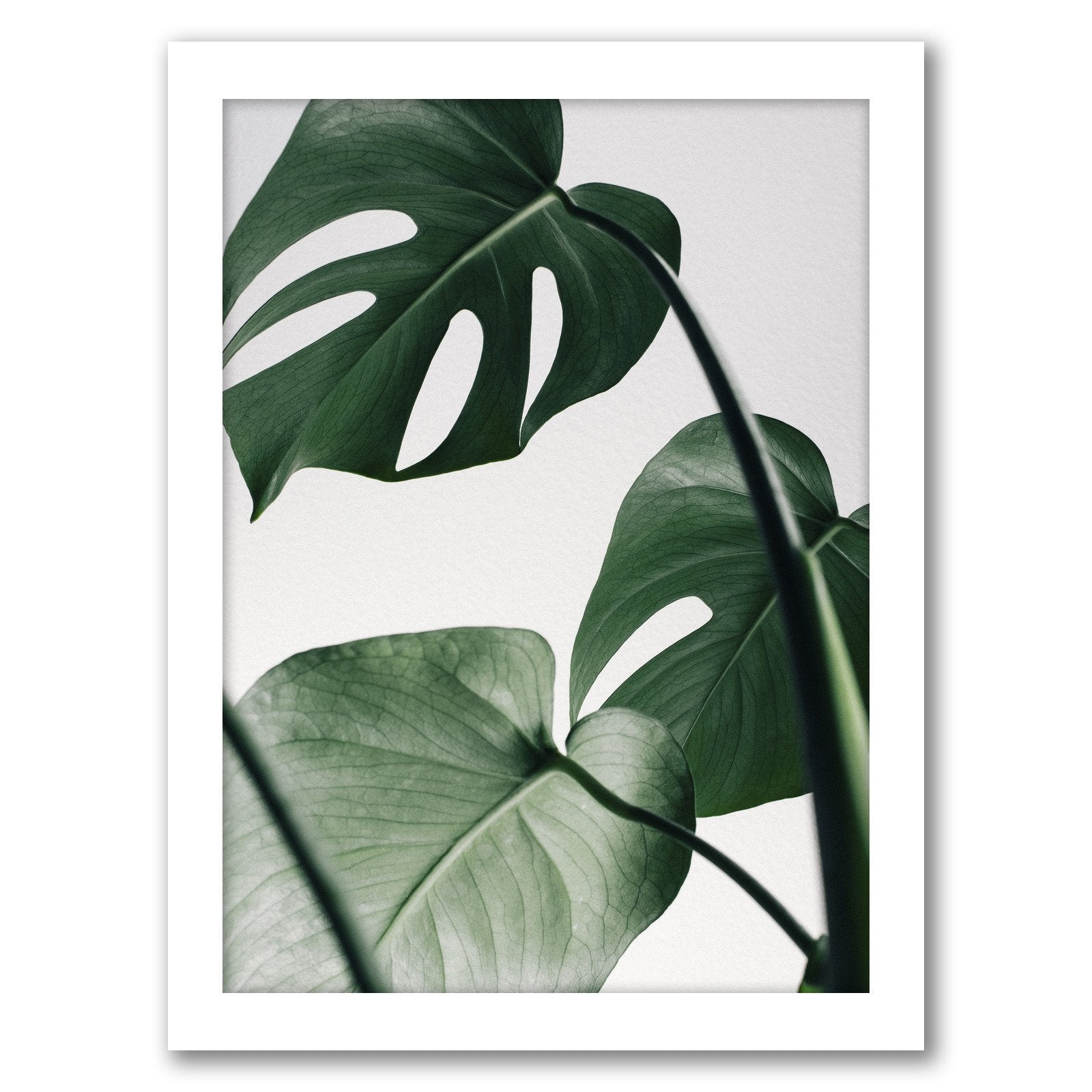 Monstera On Grey by Tanya Shumkina - Framed Print - Americanflat