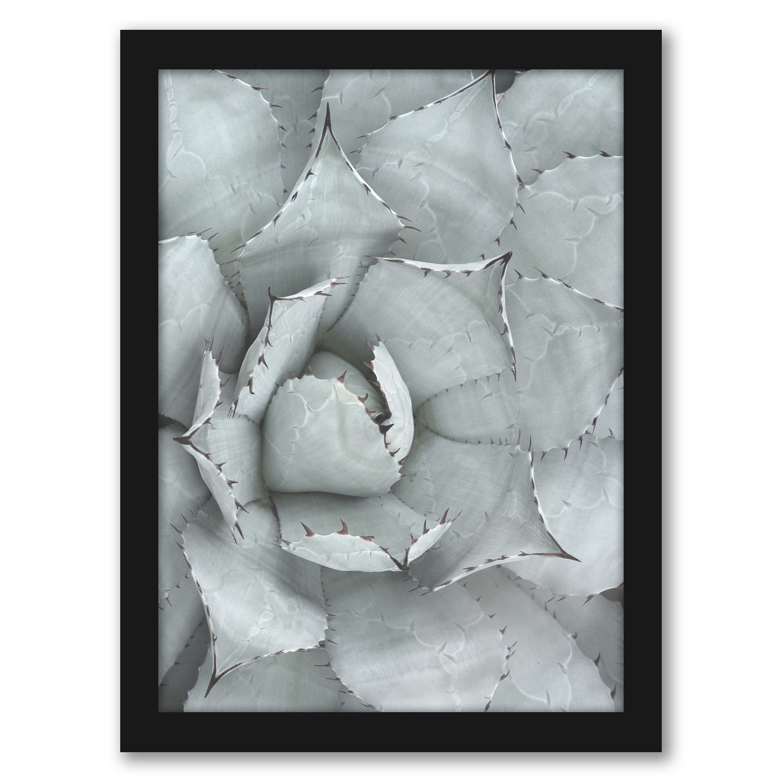Succulent Plant by Tanya Shumkina - Black Framed Print - Wall Art - Americanflat