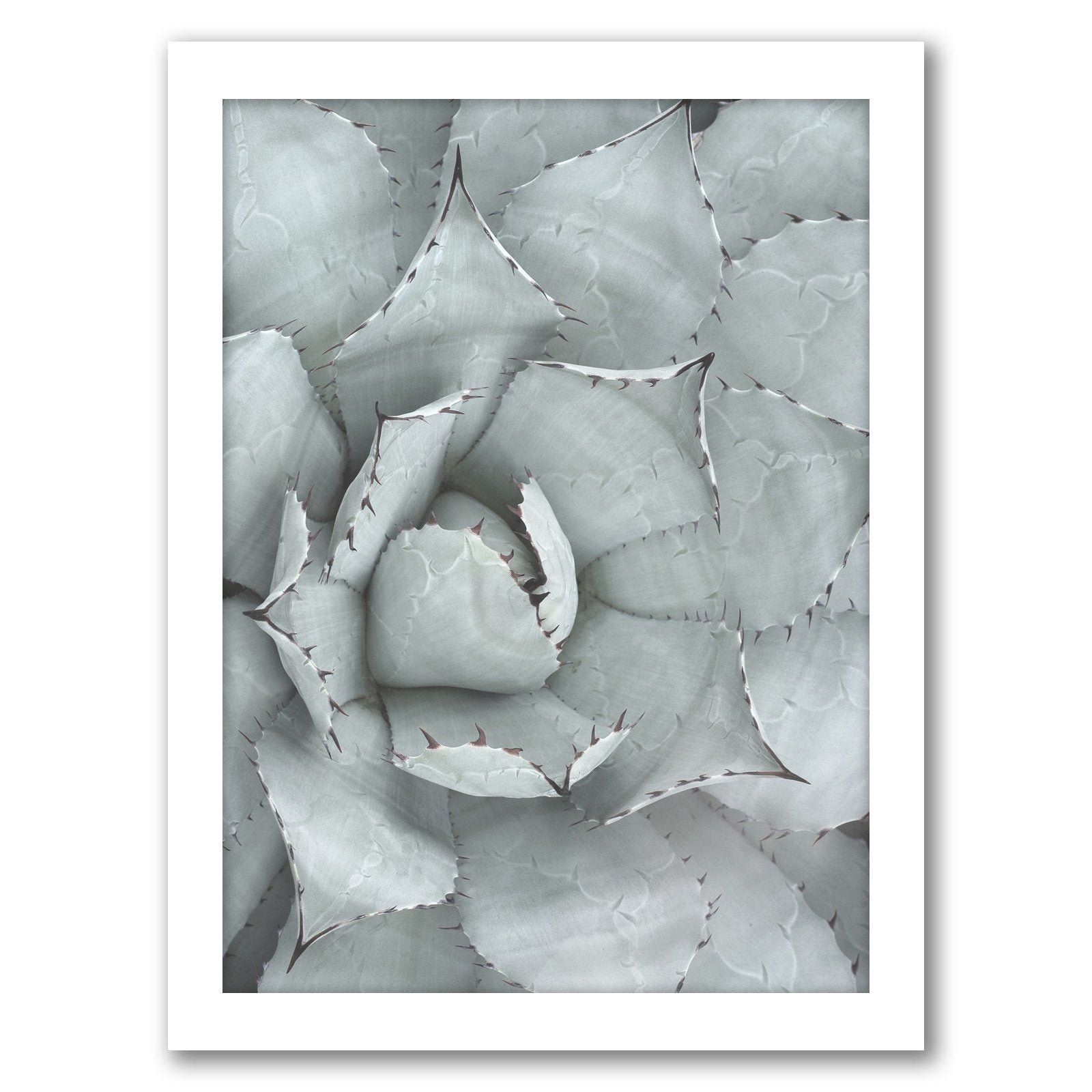 Succulent Plant by Tanya Shumkina - Framed Print - Americanflat