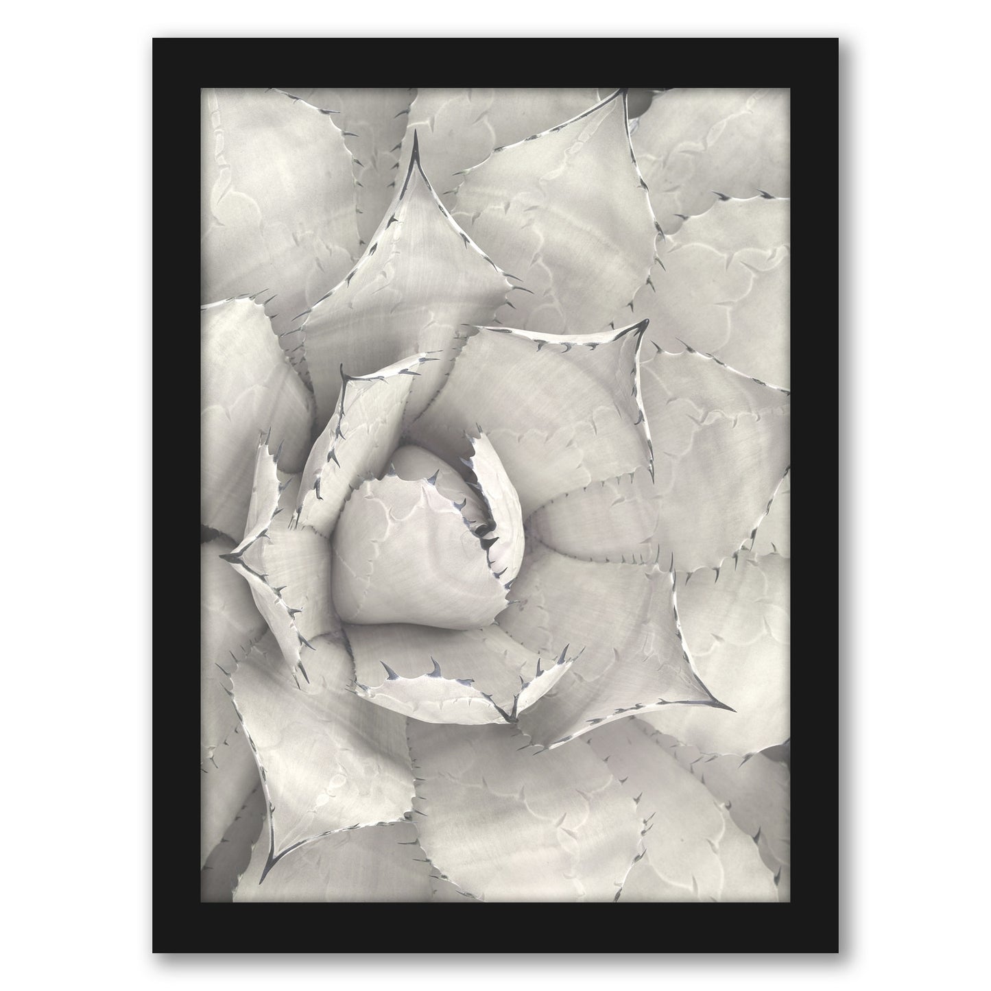 Succulent Plant Sepia by Tanya Shumkina - Black Framed Print - Wall Art - Americanflat