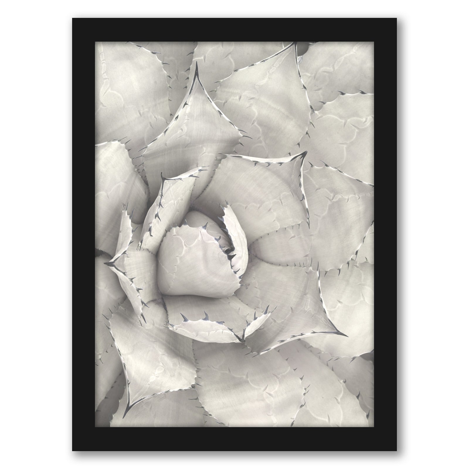 Succulent Plant Sepia by Tanya Shumkina - Black Framed Print - Wall Art - Americanflat