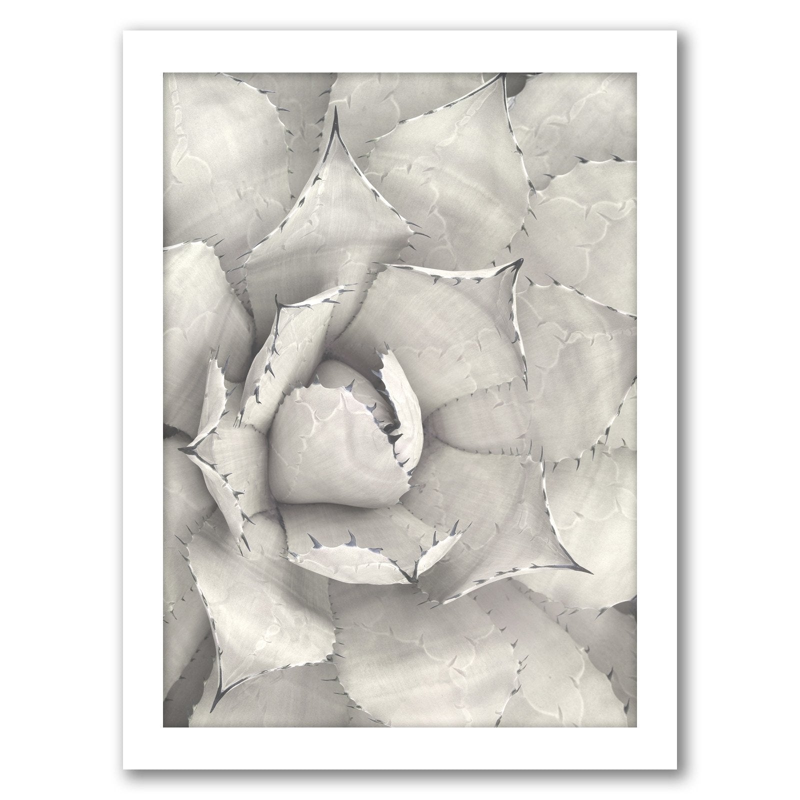 Succulent Plant Sepia by Tanya Shumkina - Framed Print - Americanflat
