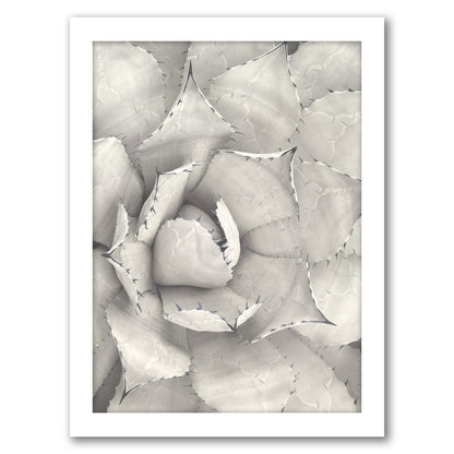 Succulent Plant Sepia by Tanya Shumkina - Framed Print - Americanflat