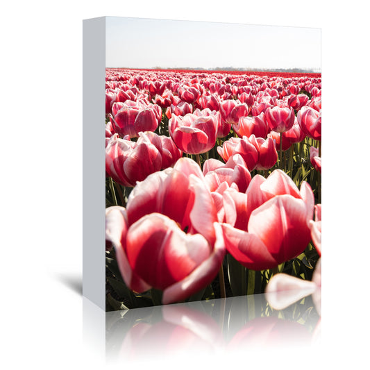 Tulip Field In Holland by Henrike Schenk - Wrapped Canvas