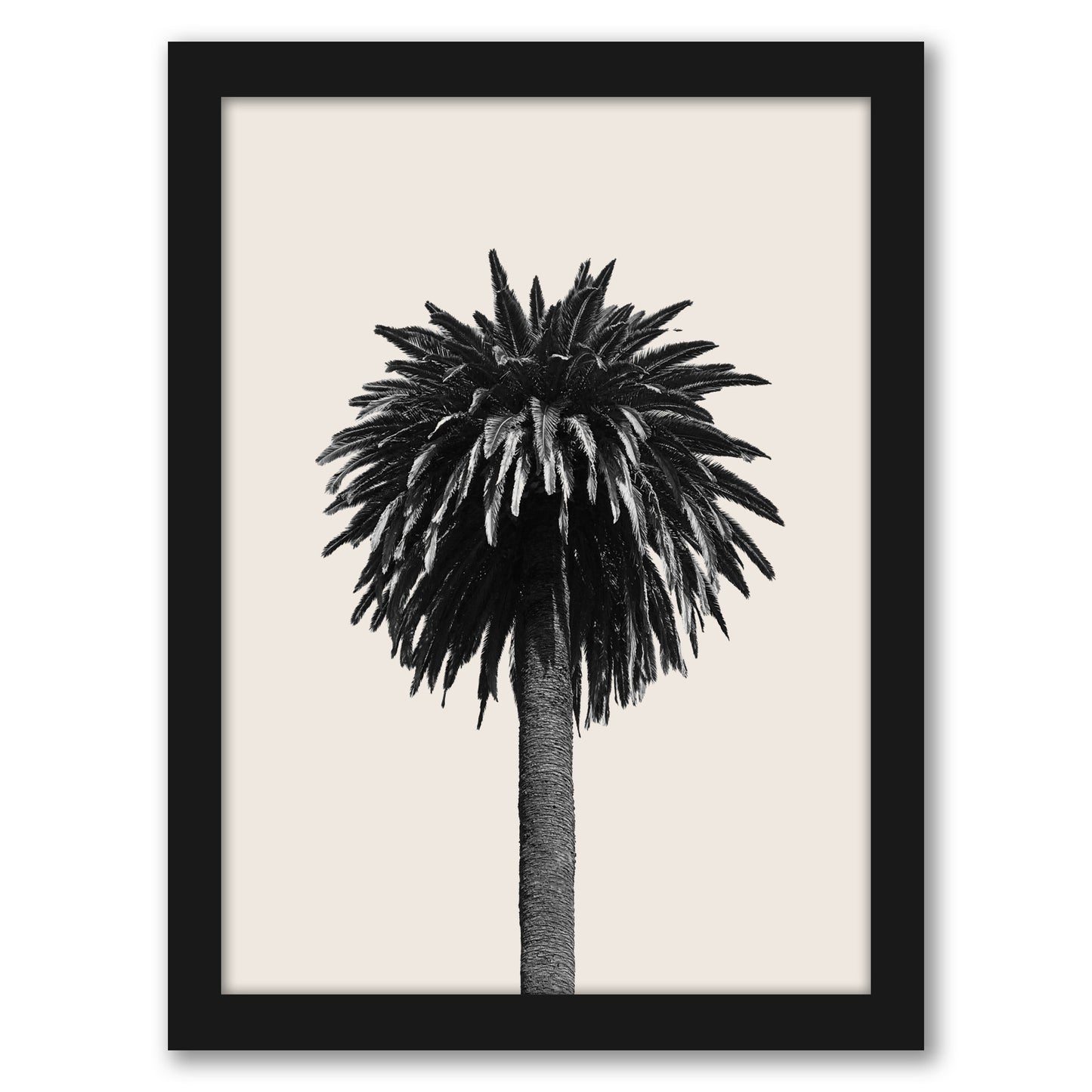 Palm Tree On Beige Background by Thomas Succes - Canvas, Poster or Framed Print