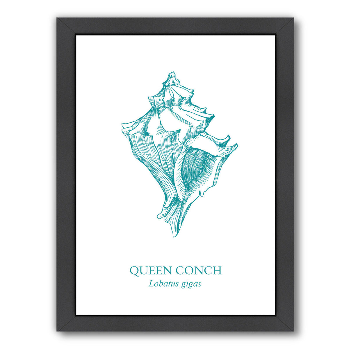 Conch by Samantha Ranlet Framed Print - Americanflat