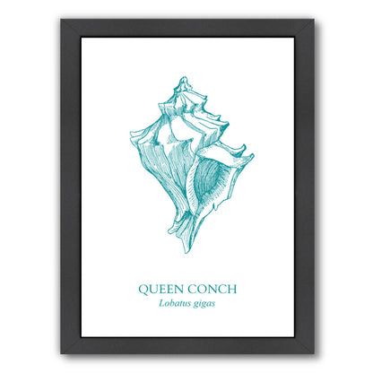 Conch by Samantha Ranlet Framed Print - Americanflat