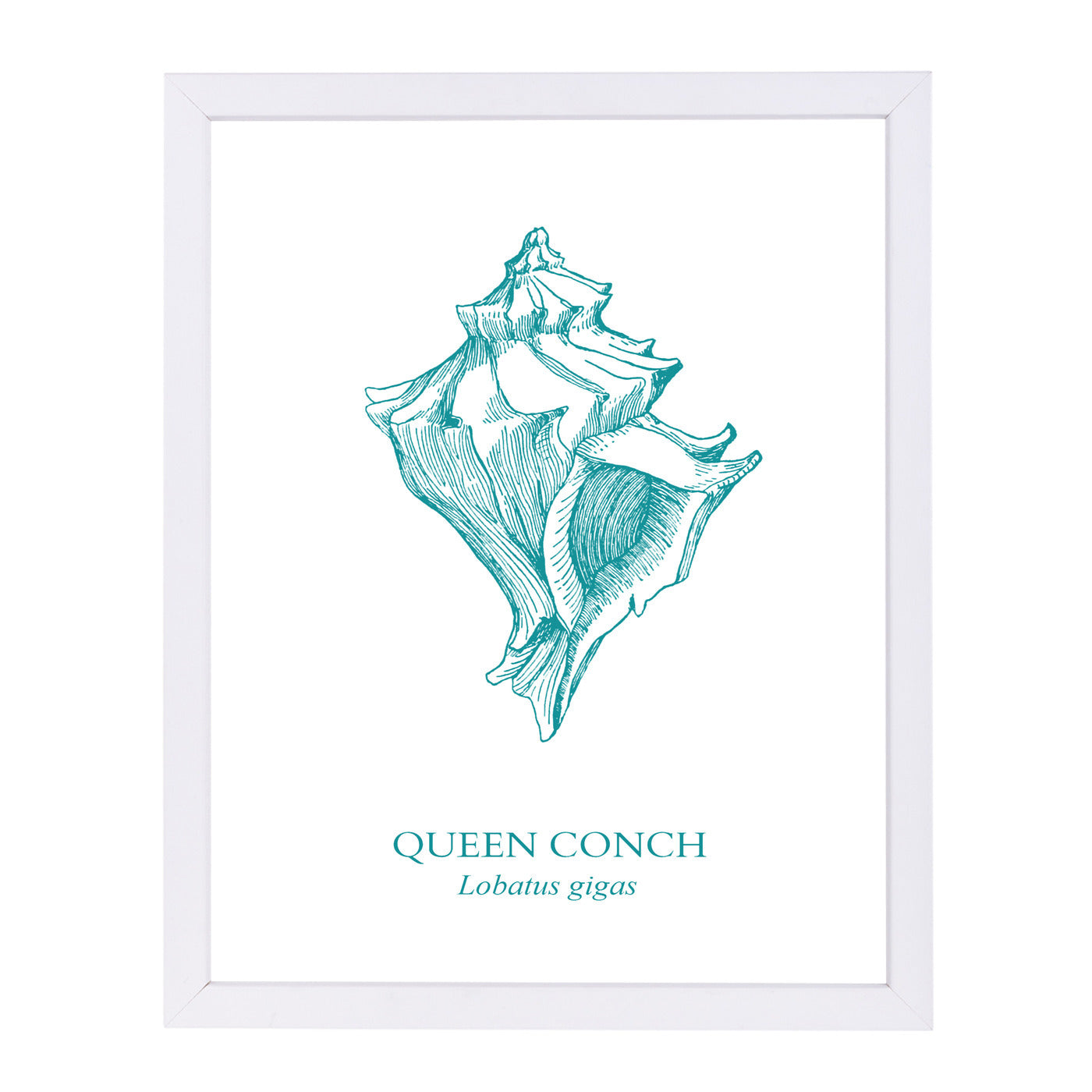 Conch by Samantha Ranlet Framed Print - Americanflat