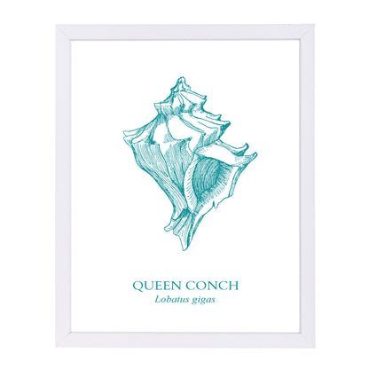Conch by Samantha Ranlet Framed Print - Americanflat