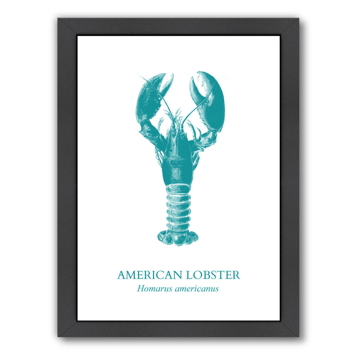 Lobster by Samantha Ranlet Framed Print - Americanflat