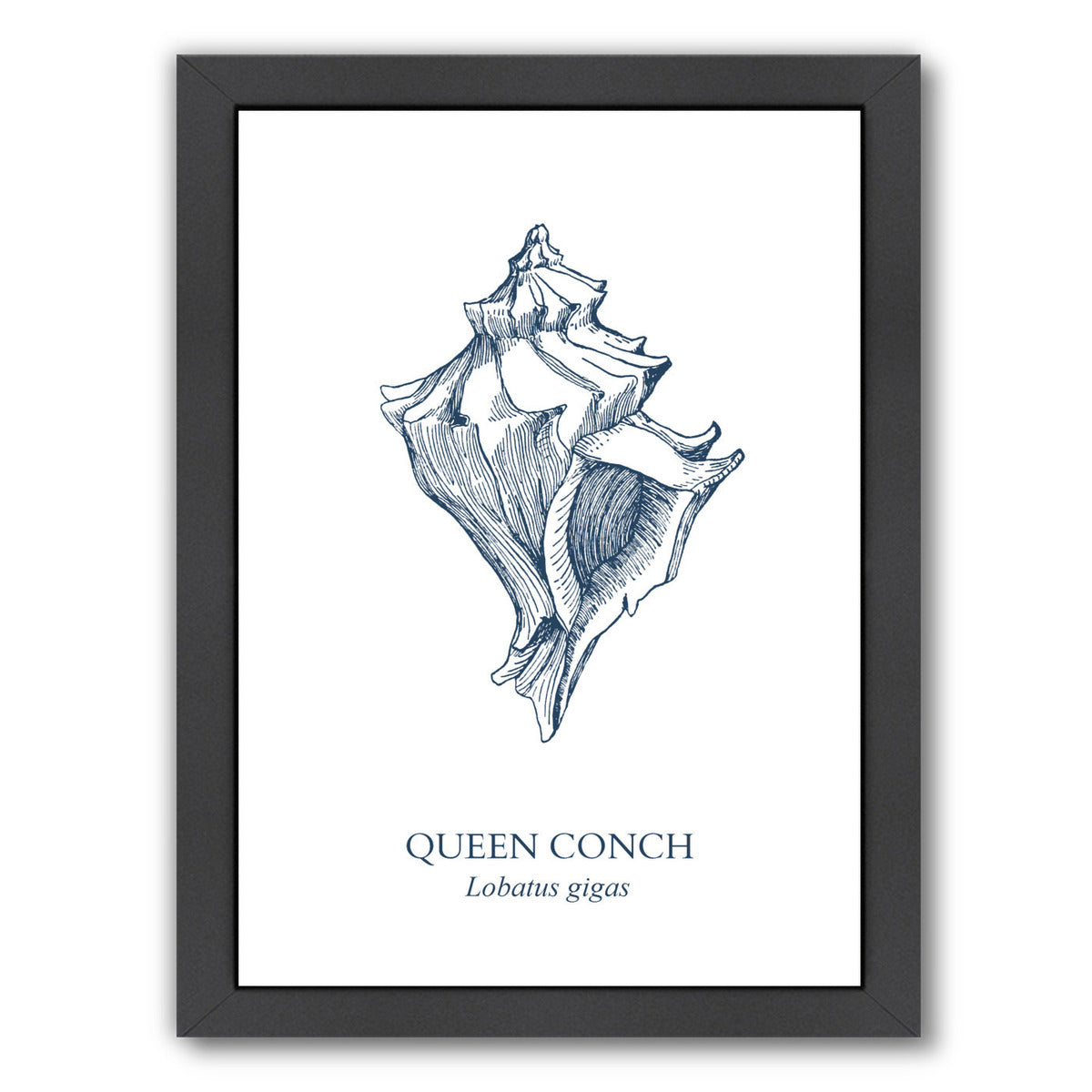 Conch Sea by Samantha Ranlet Framed Print - Americanflat