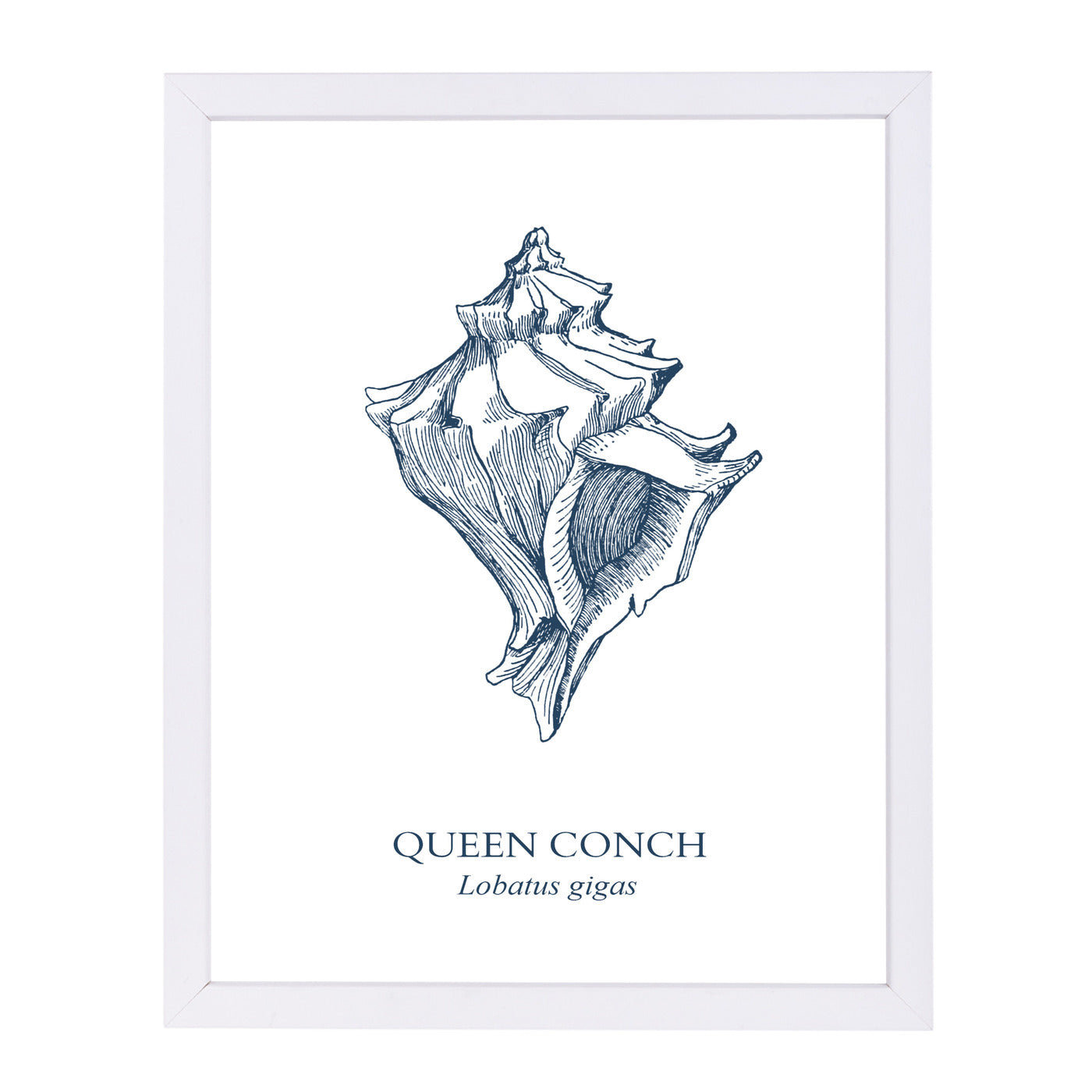 Conch Sea by Samantha Ranlet Framed Print - Americanflat