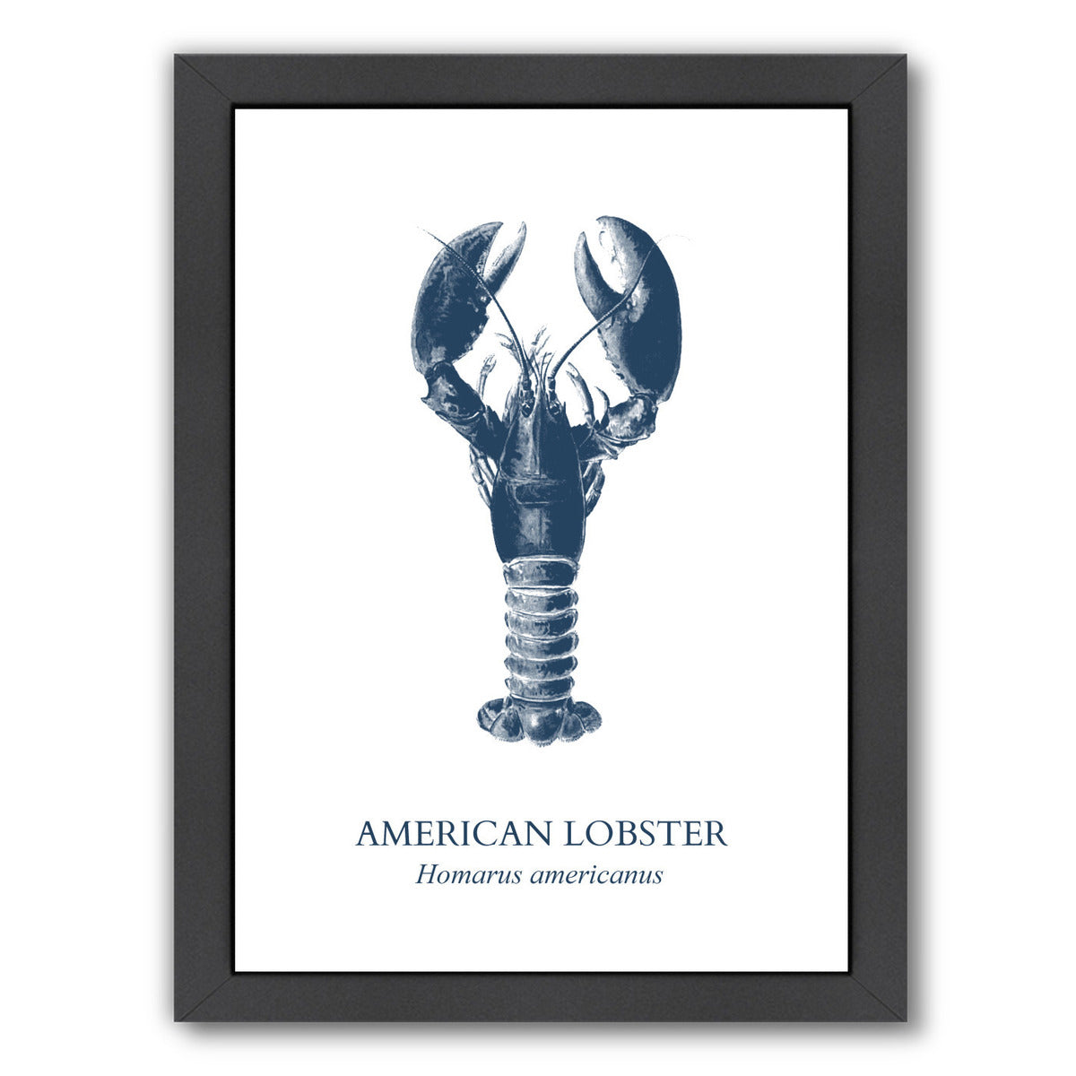Lobster Sea by Samantha Ranlet Framed Print - Americanflat