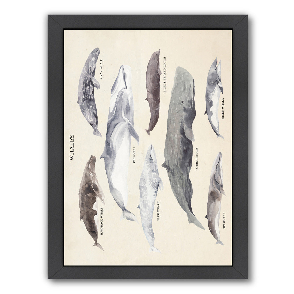 Whales by Samantha Ranlet Framed Print - Americanflat