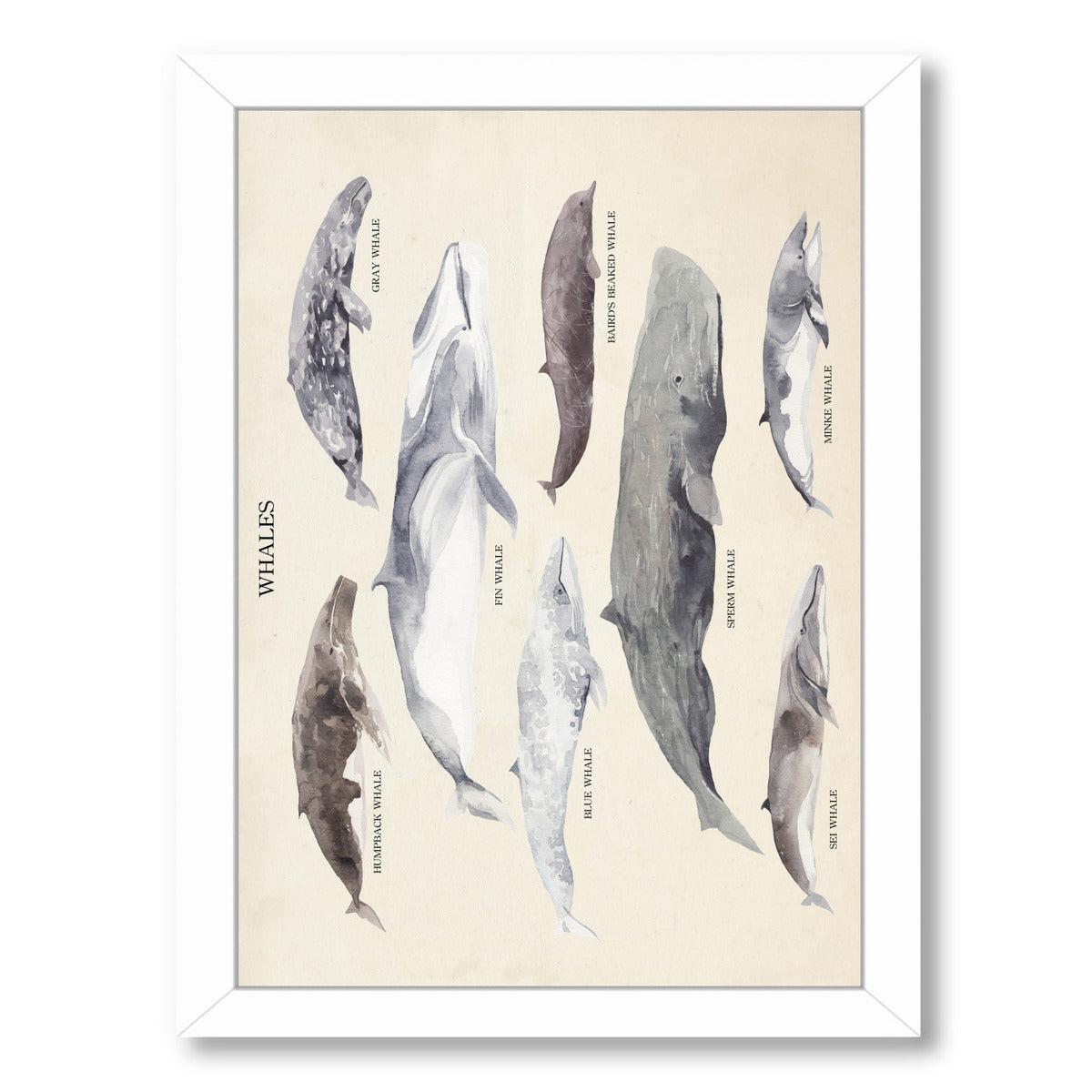 Whales by Samantha Ranlet Framed Print - Americanflat