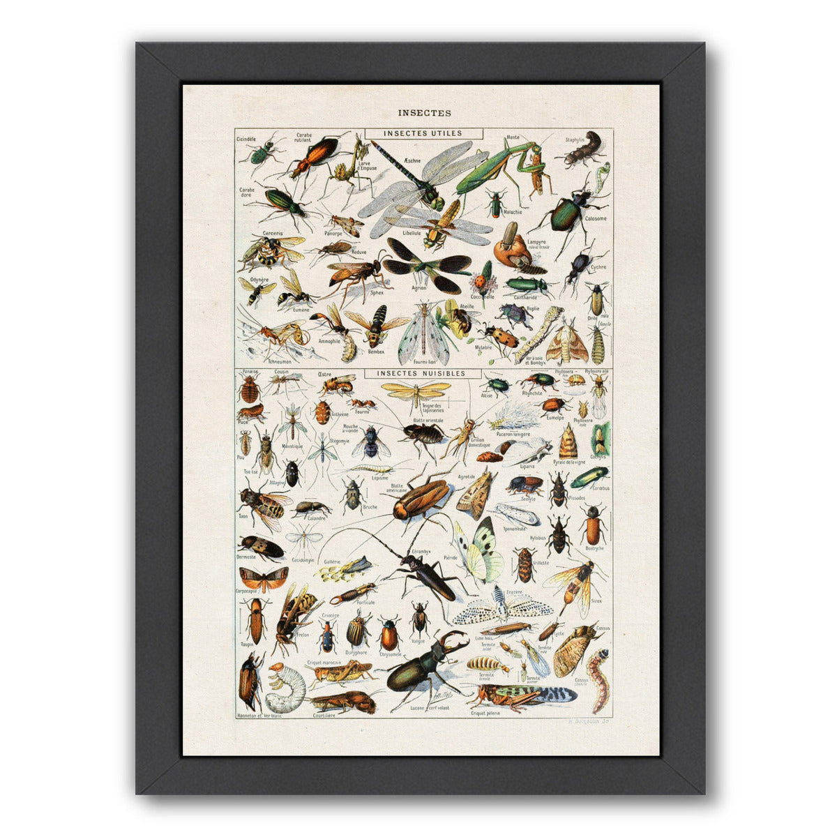 Insects Art Print by Samantha Ranlet Framed Print - Americanflat
