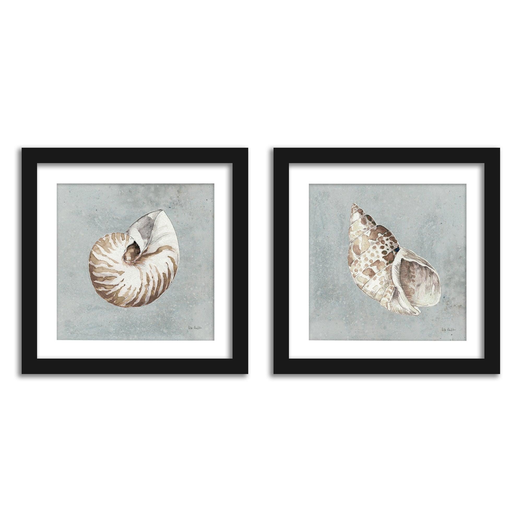 2 Piece Art Set Seashell Study Set of 2 Framed Prints Wild Apple