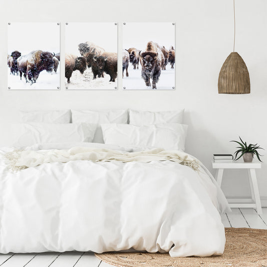 (Set of 3) Triptych Wall Art Yellowstone Bison by Tanya Shumkina - Poster Print