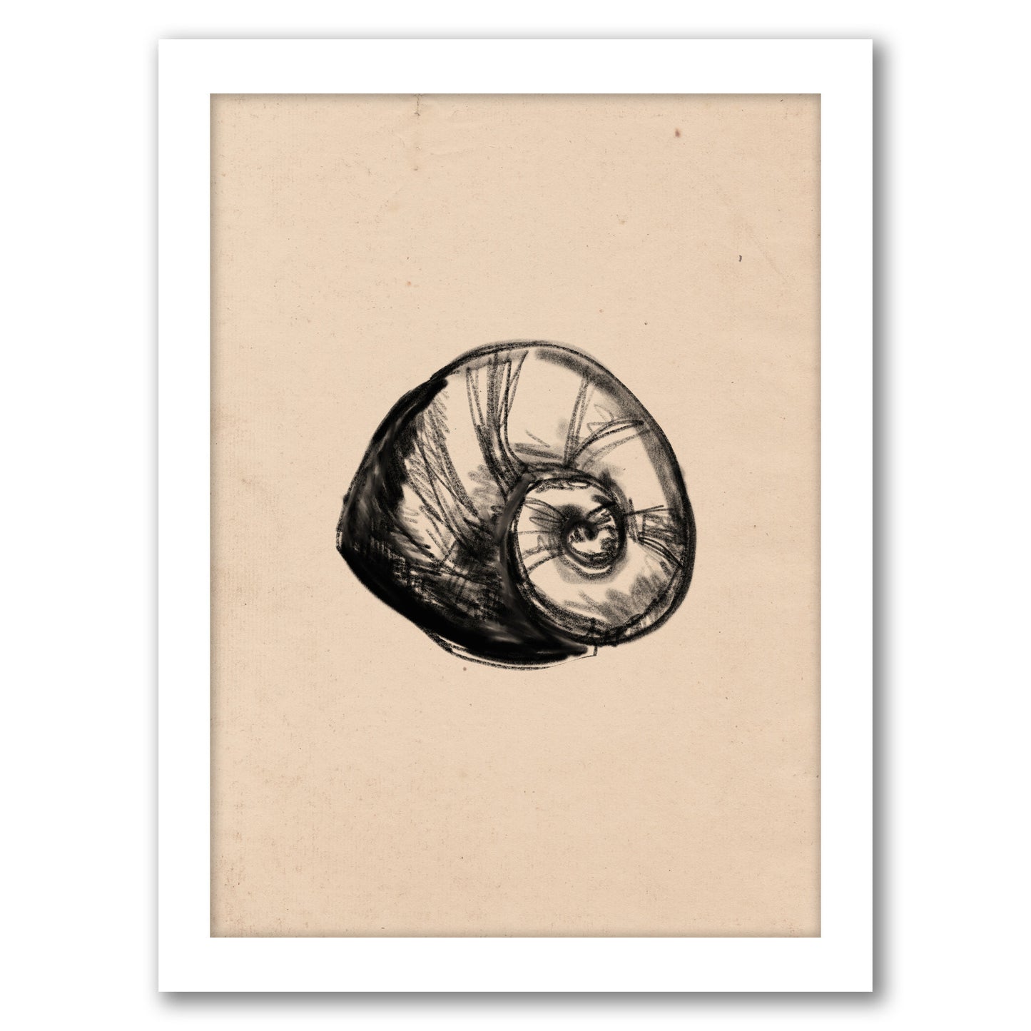 Illustrated Sea Shell 2 by Jetty Home - Framed Print